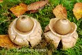 Geastrum michelianum-amf823